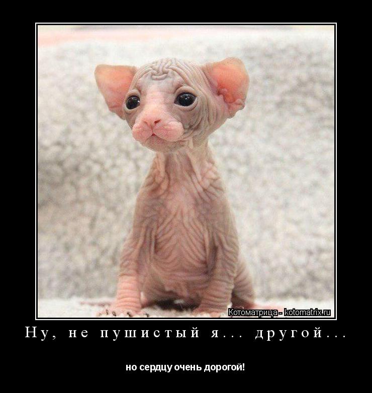 Ну, не пушистый я... другой... но сердцу очень дорогой!... Котоматрица: Ну, не пушистый я... другой... но сердцу очень дорогой!