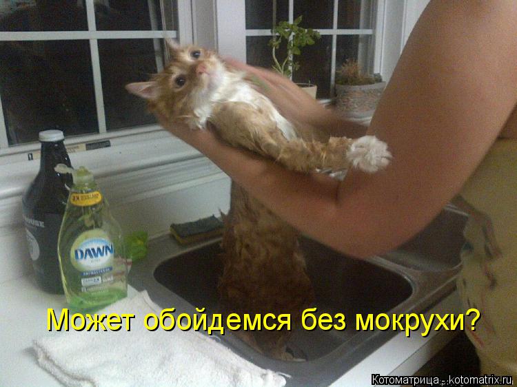 Может обойдемся без мокрухи?... Котоматрица: Может обойдемся без мокрухи?