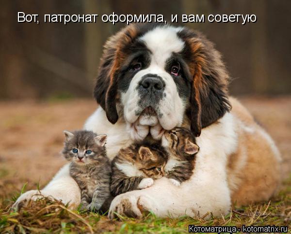 Котоматрица: Вот, патронат оформила, и вам советую