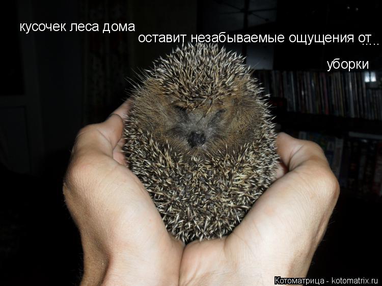 Котоматрица: кусочек леса дома уборки оставит незабываемые ощущения от  .....