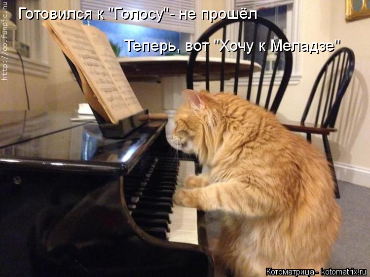 Котоматрица: Готовился к "Голосу"- не прошёл Теперь, вот "Хочу к Меладзе"