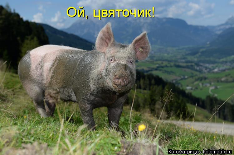 Ой, цвяточик!... Котоматрица: Ой, цвяточик!