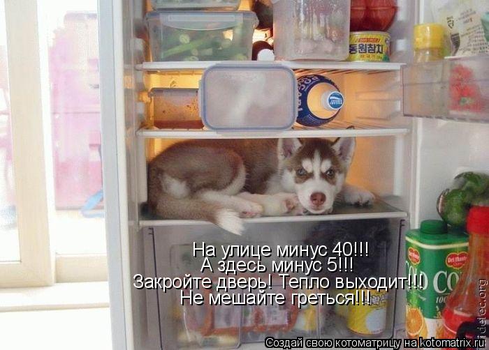 Котоматрица: На улице минус 40!!! А здесь минус 5!!! Закройте дверь! Тепло выходит!!! Не мешайте греться!!!
