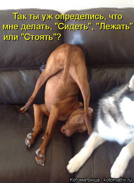 мне делать, "Сидеть", "Лежать" Так ты уж определись, что или "Стоять"?... Котоматрица: мне делать, "Сидеть", "Лежать" Так ты уж определись, что или "Стоять"?