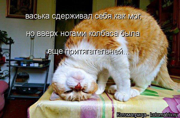 васька сдерживал себя как мог, но вверх ногами колбаса была еще притягательней...... Котоматрица: васька сдерживал себя как мог, но вверх ногами колбаса была еще притягательней...