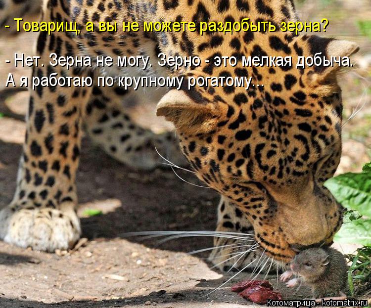- Товарищ, а вы не можете раздобыть зерна? А я работаю по крупному рогатому... - Нет. Зерна не могу. ... Котоматрица: - Товарищ, а вы не можете раздобыть зерна? А я работаю по крупному рогатому... - Нет. Зерна не могу. Зерно - это мелкая добыча.