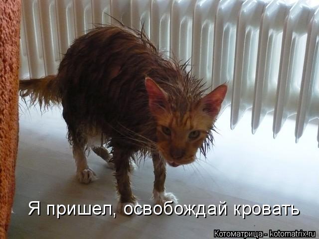 Я пришел, освобождай кровать... Котоматрица: Я пришел, освобождай кровать