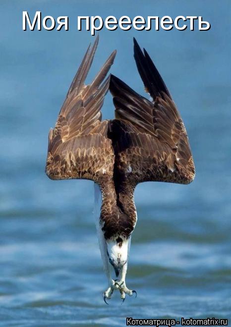 Моя прееелесть... Котоматрица: Моя прееелесть