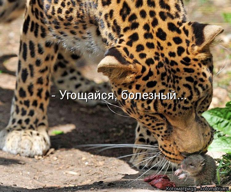 - Угощайся, болезный...... Котоматрица: - Угощайся, болезный...