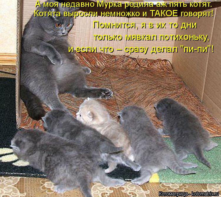 Котоматрица: А моя недавно Мурка родила аж пять котят. Котята выросли немножко и ТАКОЕ говорят! Помнится, я в их то дни только мявкал потихоньку, и если чт