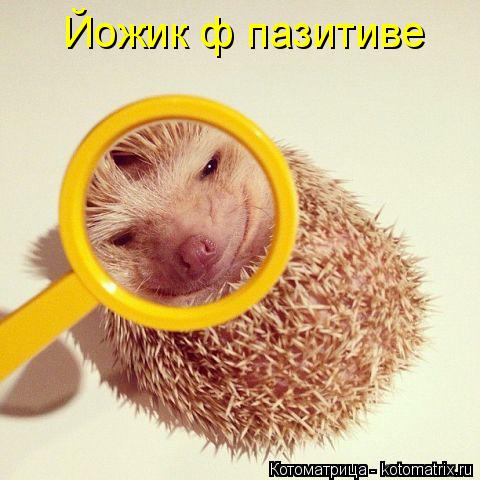 Котоматрица: Йожик ф пазитиве