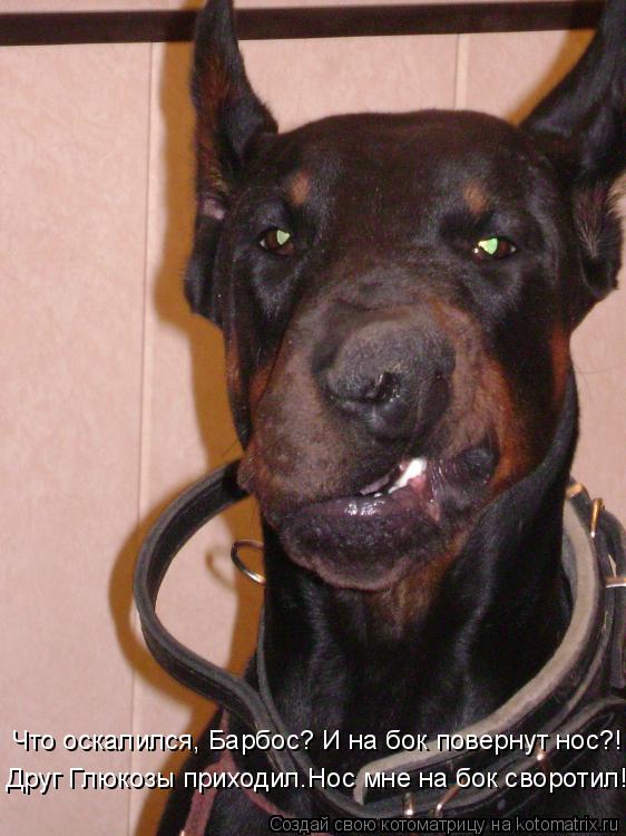 Друг Глюкозы приходил.Нос мне на бок своротил!!! Что оскалился, Барбос? И на бок повернут нос?!... Котоматрица: Друг Глюкозы приходил.Нос мне на бок своротил!!! Что оскалился, Барбос? И на бок повернут нос?!