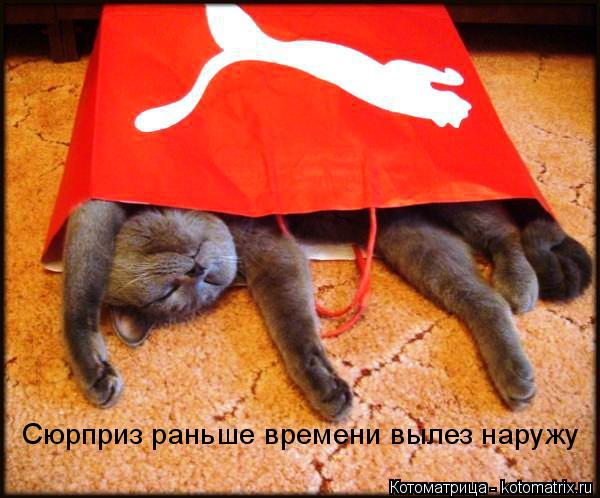 Котоматрица: Сюрприз раньше времени вылез наружу