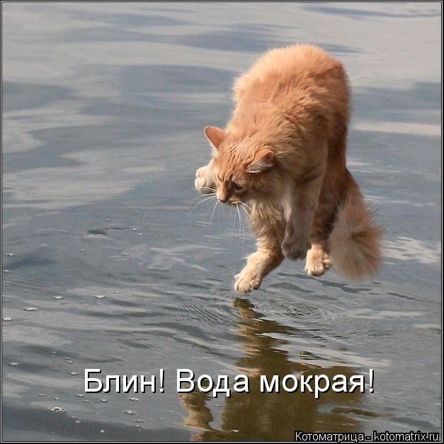 Блин! Вода мокрая!... Котоматрица: Блин! Вода мокрая!