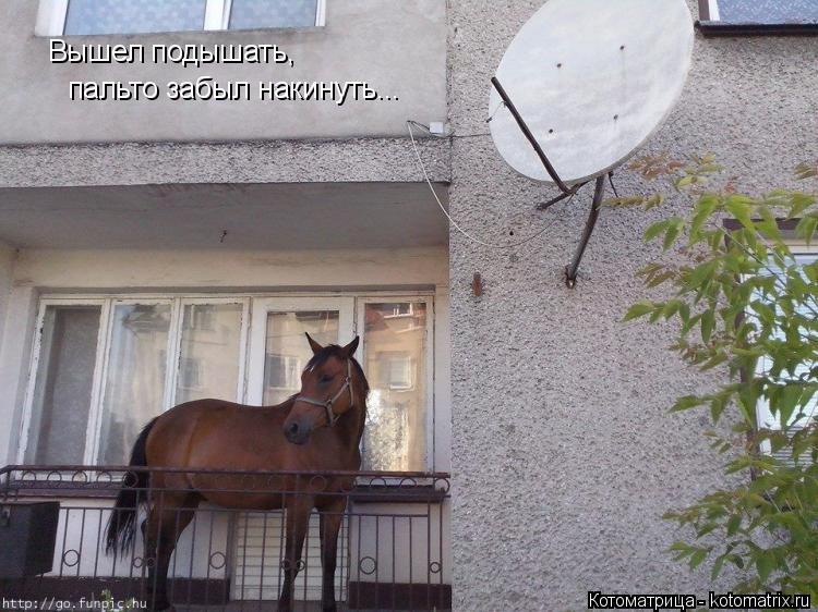 Котоматрица: Вышел подышать, пальто забыл накинуть...