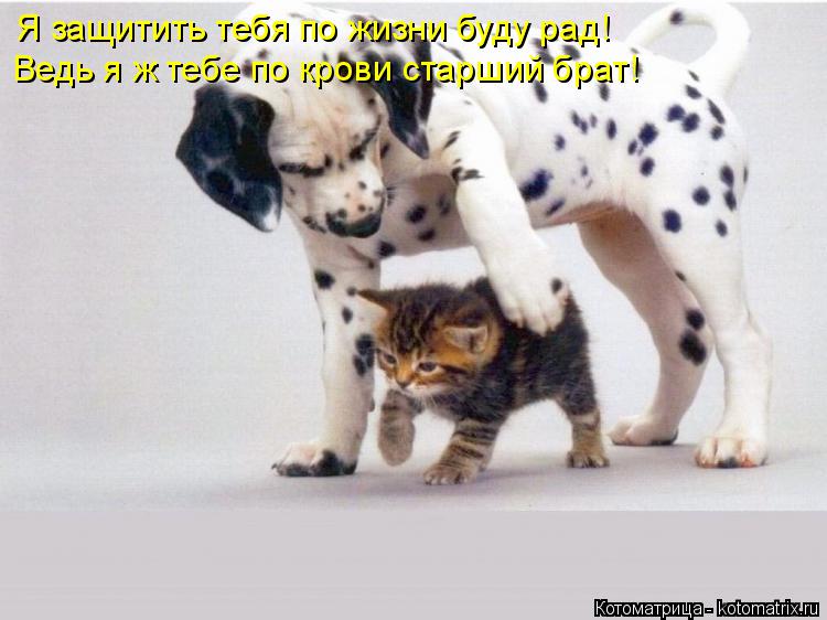 Котоматрица: Я защитить тебя по жизни буду рад! Ведь я ж тебе по крови старший брат!