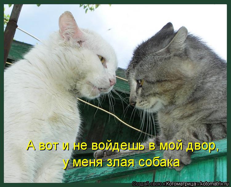 А вот и не войдешь в мой двор, у меня злая собака... Котоматрица: А вот и не войдешь в мой двор, у меня злая собака