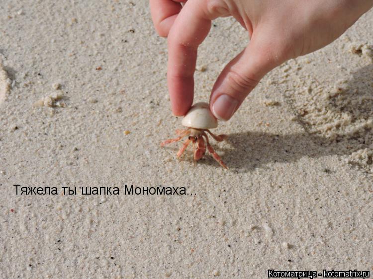Тяжела ты шапка Мономаха...... Котоматрица: Тяжела ты шапка Мономаха...
