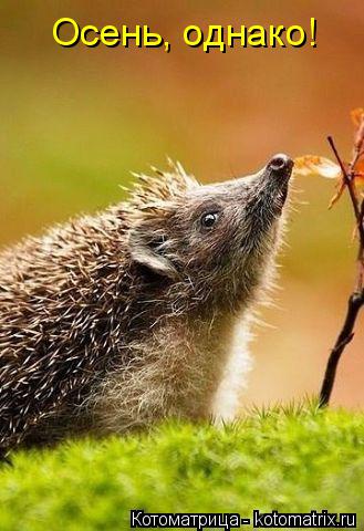 Котоматрица: Осень, однако!