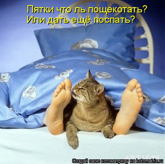 Или дать ещё поспать? Пятки что ль пощекотать?... Котоматрица: Или дать ещё поспать? Пятки что ль пощекотать?
