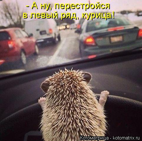 - А ну, перестройся в левый ряд, курица!... Котоматрица: - А ну, перестройся в левый ряд, курица!