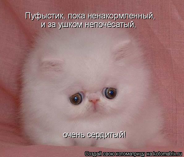 Котоматрица: Пуфыстик, пока ненакормленный,  очень сердитый! и за ушком непочёсатый,