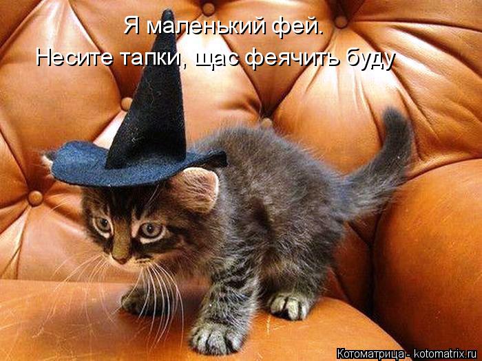Я маленький фей. Несите тапки, щас феячить буду... Котоматрица: Я маленький фей. Несите тапки, щас феячить буду