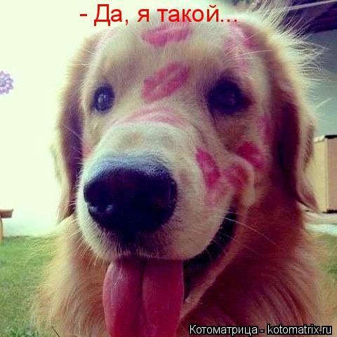 Котоматрица: - Да, я такой...
