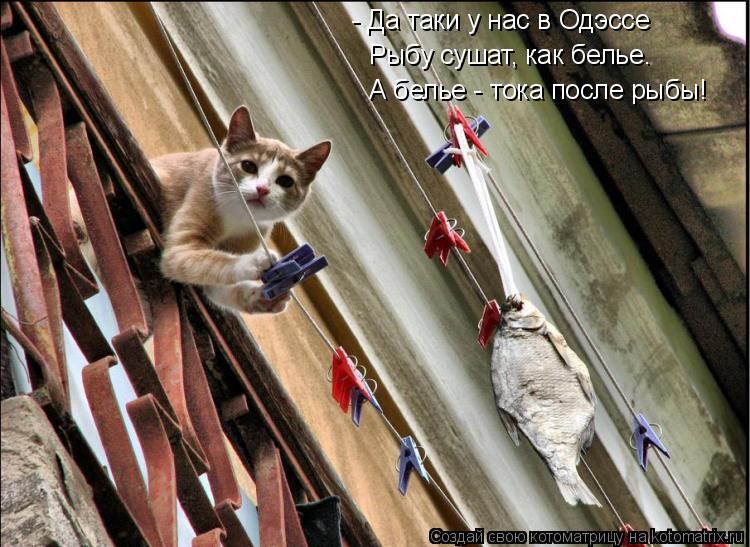 - Да таки у нас в Одэссе Рыбу сушат, как белье. А белье - тока после рыбы!... Котоматрица: - Да таки у нас в Одэссе Рыбу сушат, как белье. А белье - тока после рыбы!