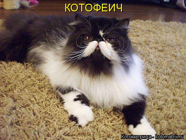 КОТОФЕИЧ... Котоматрица: КОТОФЕИЧ