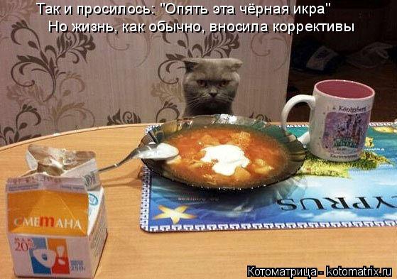 Так и просилось: "Опять эта чёрная икра" Но жизнь, как обычно, вносила коррективы... Котоматрица: Так и просилось: "Опять эта чёрная икра" Но жизнь, как обычно, вносила коррективы