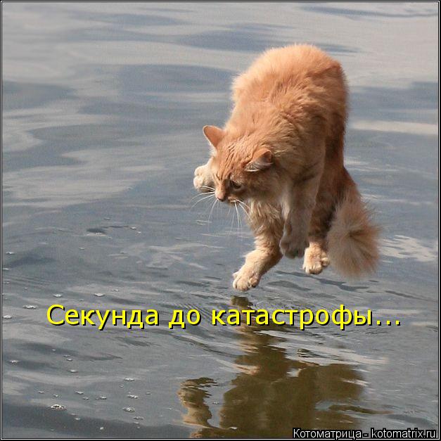 Котоматрица: Секунда до катастрофы...