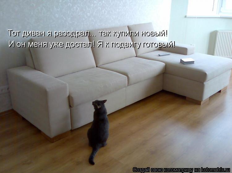 Тот диван я разодрал... так купили новый! И он меня уже достал! Я к подвигу готовый!... Котоматрица: Тот диван я разодрал... так купили новый! И он меня уже достал! Я к подвигу готовый!