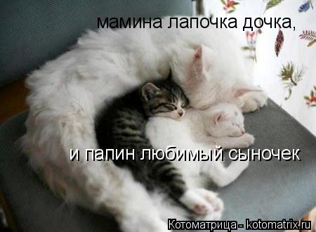 мамина лапочка дочка, и папин любимый сыночек... Котоматрица: мамина лапочка дочка, и папин любимый сыночек