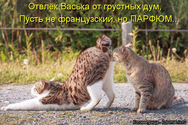 Отвлёк Васька от грустных дум, Пусть не французский, но ПАРФЮМ...... Котоматрица: Отвлёк Васька от грустных дум, Пусть не французский, но ПАРФЮМ...