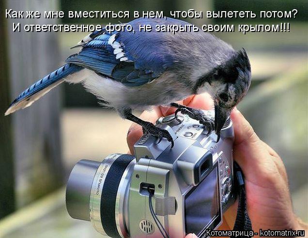 Котоматрица: И ответственное фото, не закрыть своим крылом!!! Как же мне вместиться в нем, чтобы вылететь потом?