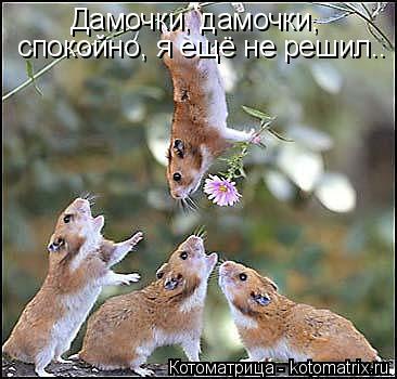 Дамочки, дамочки, спокойно, я ещё не решил..... Котоматрица: Дамочки, дамочки, спокойно, я ещё не решил..