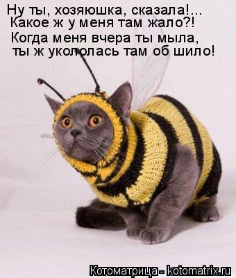 Котоматрица: Ну ты, хозяюшка, сказала!... Какое ж у меня там жало?! Когда меня вчера ты мыла, ты ж укололась там об шило!
