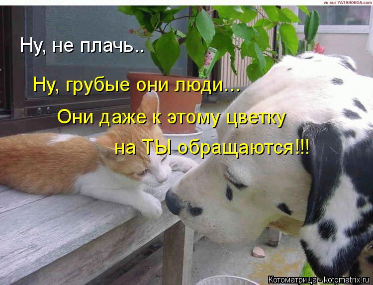 Ну, не плачь.. Ну, грубые они люди... Они даже к этому цветку на ТЫ обращаются!!!... Котоматрица: Ну, не плачь.. Ну, грубые они люди... Они даже к этому цветку на ТЫ обращаются!!!