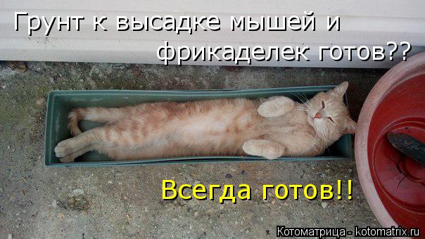 Котоматрица: Грунт к высадке мышей и фрикаделек готов?? Всегда готов!!