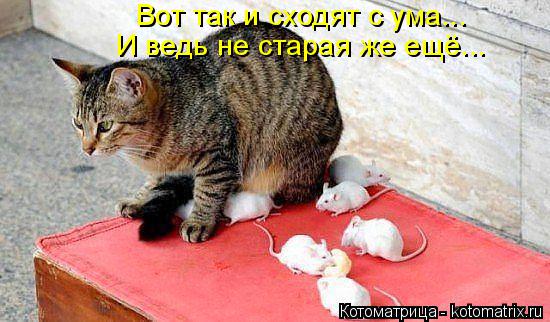 Котоматрица: Вот так и сходят с ума... И ведь не старая же ещё...