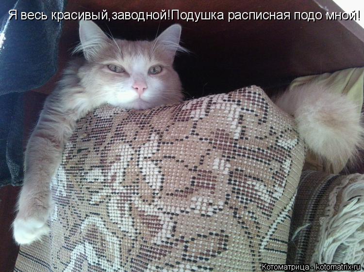 Я весь красивый,заводной!Подушка расписная подо мной!... Котоматрица: Я весь красивый,заводной!Подушка расписная подо мной!