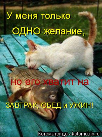Котоматрица: У меня только  ОДНО желание, но его хватит на ЗАВТРАК, ОБЕД и УЖИН!