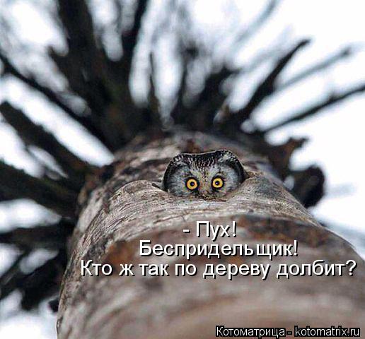 - Пух! Беспридельщик! Кто ж так по дереву долбит?... Котоматрица: - Пух! Беспридельщик! Кто ж так по дереву долбит?