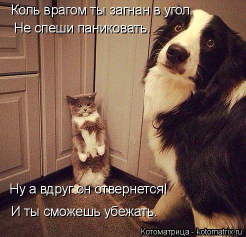 И ты сможешь убежать. Не спеши паниковать. Ну а вдруг он отвернется! Коль врагом ты загнан в угол.... Котоматрица: И ты сможешь убежать. Не спеши паниковать. Ну а вдруг он отвернется! Коль врагом ты загнан в угол.
