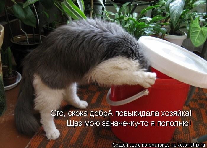 Ого, скока добрА повыкидала хозяйка! Щаз мою заначечку-то я пополню!... Котоматрица: Ого, скока добрА повыкидала хозяйка! Щаз мою заначечку-то я пополню!