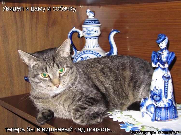 Увидел и даму и собачку, теперь бы в вишневый сад попасть...... Котоматрица: Увидел и даму и собачку, теперь бы в вишневый сад попасть...