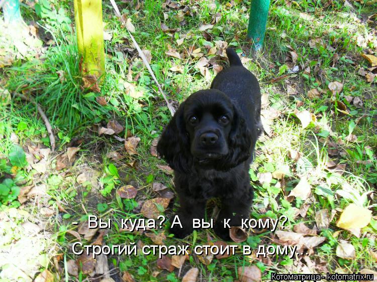 - Вы куда? А вы к кому? Строгий страж стоит в дому...... Котоматрица: - Вы куда? А вы к кому? Строгий страж стоит в дому...