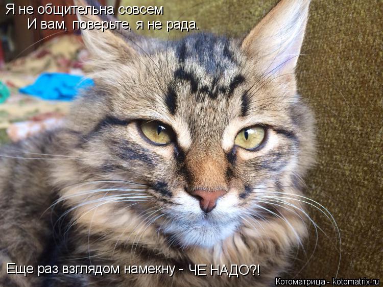 Я не общительна совсем И вам, поверьте, я не рада. Еще раз взглядом намекну - ЧЕ НАДО?!... Котоматрица: Я не общительна совсем И вам, поверьте, я не рада. Еще раз взглядом намекну - ЧЕ НАДО?!