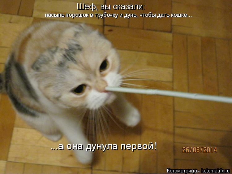 Котоматрица: Шеф, вы сказали: насыпь порошок в трубочку и дунь, чтобы дать кошке... ...а она дунула первой!